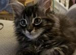 Dark brown and black male - Maine Coon Kitten For Sale - Chapel Hill&comma; NC&comma; US