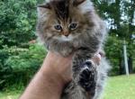 Fluff Ball Kitten - Persian Kitten For Sale - Havre De Grace&comma; MD&comma; US
