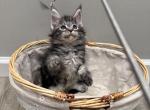 Coke - Maine Coon Kitten For Sale - Queens&comma; NY&comma; US