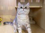 Tuna - British Shorthair Kitten For Sale - 