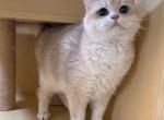 Kiki - British Shorthair Kitten For Sale - 