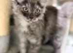 Black smokes - Maine Coon Kitten For Sale - 