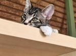 Rowan - Domestic Kitten For Adoption - ATL&comma; GA&comma; US
