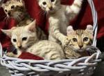 Hibernian Lynx Kittens - Bengal Kitten For Sale - Lake Isabella&comma; CA&comma; US