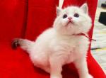 Ares - Ragdoll Kitten For Sale - 