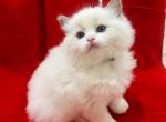 Hephaestus - Ragdoll Kitten For Sale - 