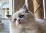 Polo - Ragdoll Kitten For Sale - San Diego&comma; CA&comma; US