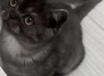 Whiskers Kittens - British Shorthair Kitten For Sale - 