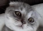 Boss - Scottish Fold Kitten For Sale - 