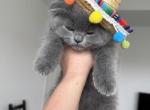 Scottish fold lovely male plush teddy bear - Scottish Fold Kitten For Sale - Champions Gate&comma; FL&comma; US