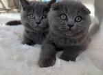Ultimate cuddle buddy - Scottish Fold Kitten For Sale - Davenport&comma; FL&comma; US
