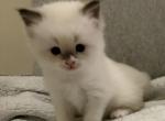 Halo - Ragamuffin Kitten For Sale - NY&comma; US