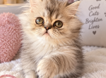 MISTY - Persian Kitten For Sale - Sand Lake&comma; FL&comma; US