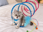 PRINCE - Persian Kitten For Sale - Sand Lake&comma; FL&comma; US