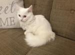 Snowball - Minuet Kitten For Sale - Capon Bridge&comma; WV&comma; US