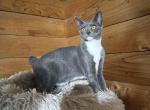 Purebred girl for 100 - American Bobtail Kitten For Sale - King Of Prussia&comma; PA&comma; US
