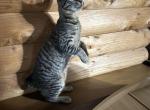 Bobtaile wonderful paws and tail - American Bobtail Kitten For Sale - King Of Prussia&comma; PA&comma; US