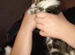 brownie - Domestic Kitten For Adoption - North Port&comma; FL&comma; US
