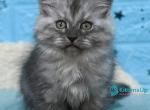 Jenni - Siberian Kitten For Sale - Pembroke Pines&comma; FL&comma; US