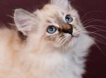 Biscuit - Siberian Kitten For Sale - Pembroke Pines&comma; FL&comma; US