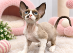 Dexter - Devon Rex Kitten For Sale - Hollywood&comma; FL&comma; US