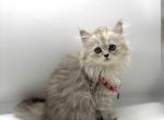 Litter C - Scottish Straight Kitten For Sale - Brooklyn&comma; NY&comma; US