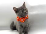 Litter A1 - Scottish Straight Kitten For Sale - Brooklyn&comma; NY&comma; US