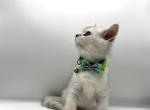 Litter D - Scottish Straight Kitten For Sale - 