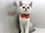 Litter D1 - Scottish Straight Kitten For Sale - Brooklyn&comma; NY&comma; US