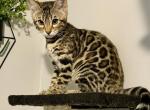 Only 2 left females Bengal Kittens - Bengal Kitten For Sale - Bristol&comma; CT&comma; US