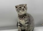 Litter DD - Scottish Fold Kitten For Sale - Brooklyn&comma; NY&comma; US