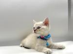 Litter A - Scottish Straight Kitten For Sale - Brooklyn&comma; NY&comma; US