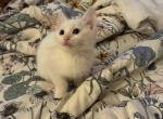 All white kittens - Domestic Kitten For Sale - Columbus&comma; OH&comma; US