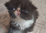 Tica papered exotic longhair persian - Persian Kitten For Sale - Woodburn&comma; IN&comma; US