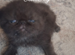 Exotic shorthair kitten - Exotic Kitten For Sale - Woodburn&comma; IN&comma; US
