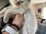 Chocolate mink male - Ragdoll Kitten For Sale - Butler&comma; PA&comma; US