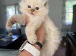 Chocolate lynx female - Ragdoll Kitten For Sale - 