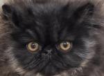 Black boy - Persian Kitten For Sale - Clay&comma; PA&comma; US