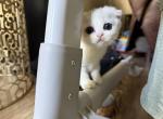Ariana - Scottish Fold Kitten For Sale - Greenville&comma; TX&comma; US