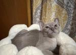 Burmese - Burmese Kitten For Sale - Jamesport&comma; MO&comma; US