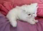 Persian white girl - Persian Kitten For Sale - Orlando&comma; FL&comma; US