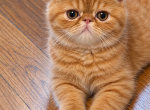 Red tabby male kitty - Exotic Kitten For Sale - Fort Loudon&comma; PA&comma; US