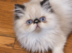Gorgeous kitty - Himalayan Kitten For Sale - Fort Loudon&comma; PA&comma; US