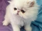 Persian white male - Persian Kitten For Sale - Orlando&comma; FL&comma; US