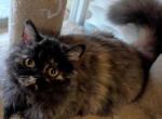 Smokie - Scottish Straight Kitten For Sale - North Richland Hills&comma; TX&comma; US