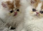Persian females - Persian Kitten For Sale - 