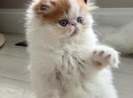 Persian - Persian Kitten For Sale - Ontario&comma; NY&comma; US