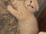 Jack Scottish Fold Kitten - Scottish Fold Kitten For Sale - Springdale&comma; AR&comma; US