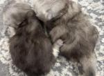 Scottish longhair - Scottish Fold Kitten For Sale - 
