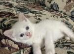 Polar Bear 1 - Siamese Kitten For Sale - 